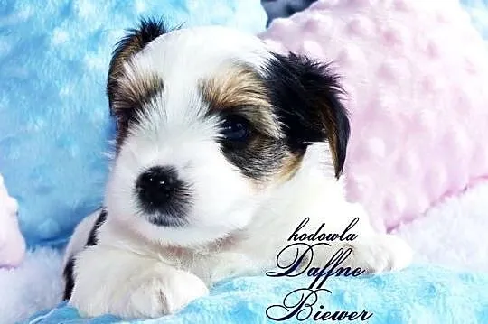 York Biewer Yorkshire Terrier
