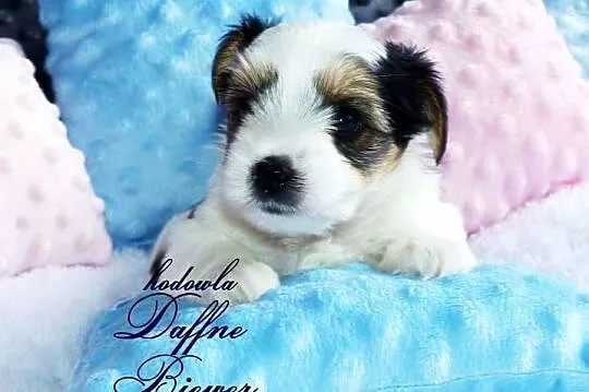 York Biewer Yorkshire Terrier, Śląskie, Tychy