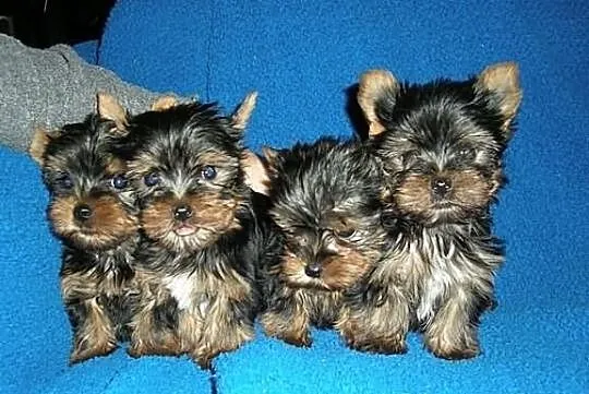 Yorshire Terrier