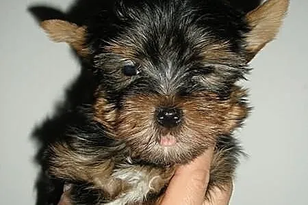 Yorshire Terrier