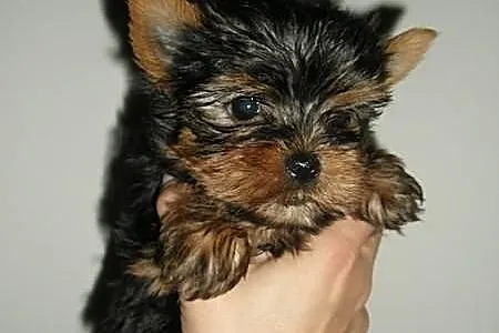 Yorshire Terrier