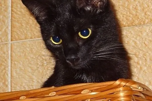 Padwa szuka domu, piękna roczna kotka do adopcji,  mazowieckie Warszawa