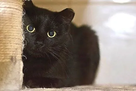 Padwa szuka domu, piękna roczna kotka do adopcji, 