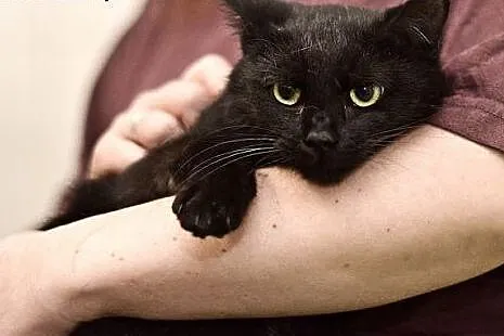 Padwa szuka domu, piękna roczna kotka do adopcji, 