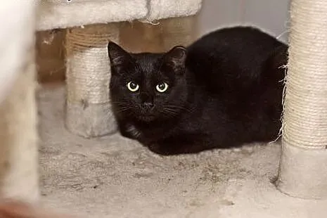 Padwa szuka domu, piękna roczna kotka do adopcji, 