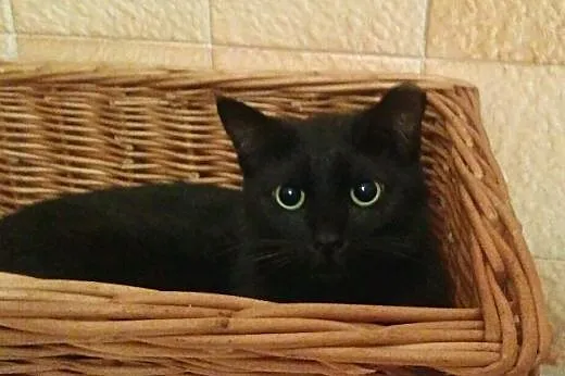 Padwa szuka domu, piękna roczna kotka do adopcji, 