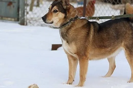 Zorro – 6 letni chłopak szuka swojego mi
