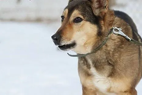 Zorro – 6 letni chłopak szuka swojego mi