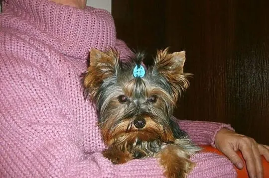 Sunie - yoreczki MINI