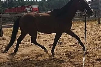 klacz pełnej krwi angielskiej, , 