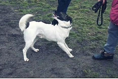 TERRY - łaciaty przystojniak do adopcji!,  łódzkie Łódź