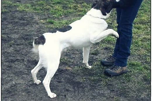 TERRY - łaciaty przystojniak do adopcji!,  łódzkie