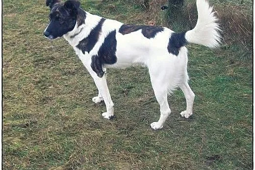 TERRY - łaciaty przystojniak do adopcji!,  łódzkie