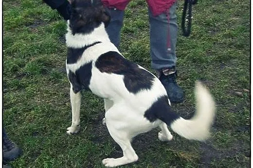 TERRY - łaciaty przystojniak do adopcji!,  łódzkie