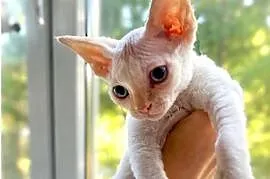 Kocurek Devon rex Alfred