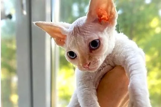Kocurek Devon rex Alfred
