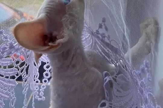 Kocurek Devon rex Alfred, Zachodniopomorskie, Szczecin