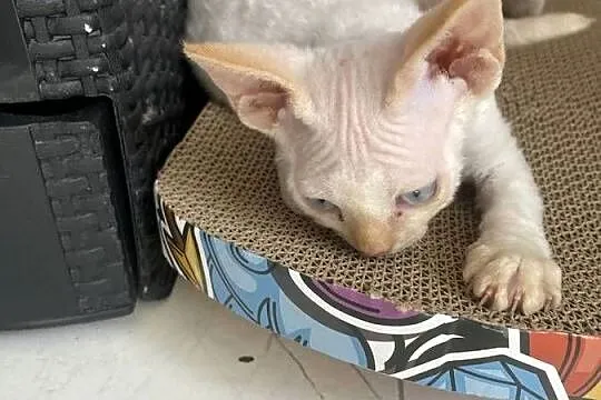 Kocurek Devon rex Alfred, Zachodniopomorskie, Szczecin