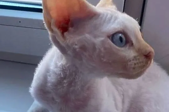Kocurek Devon rex Alfred, Zachodniopomorskie, Szczecin