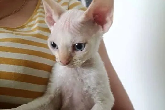 Kocurek Devon rex Alfred, Zachodniopomorskie, Szczecin