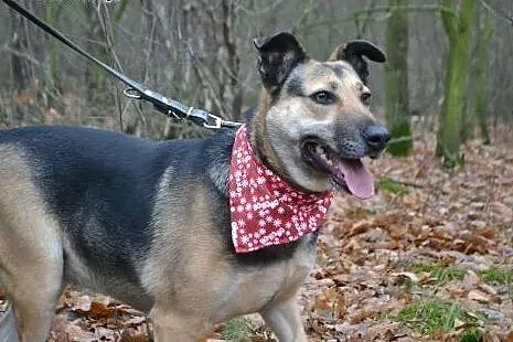 Dosia, która po raz drugi wróciła z adopcji... Kto ją pokocha?,  łódzkie Łódź