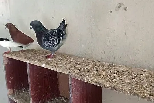 Witam sprzedam gołębie Kingi para parzysta WYSYŁKA, Kujawsko-pomorskie, Osięciny