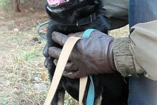 Młody Gacek, mnóstwo radości w niewielki ciałku! ADOPCJA