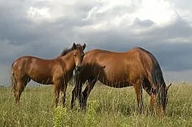 Konie huculskie, Siemiatycze