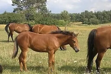 Konie huculskie
