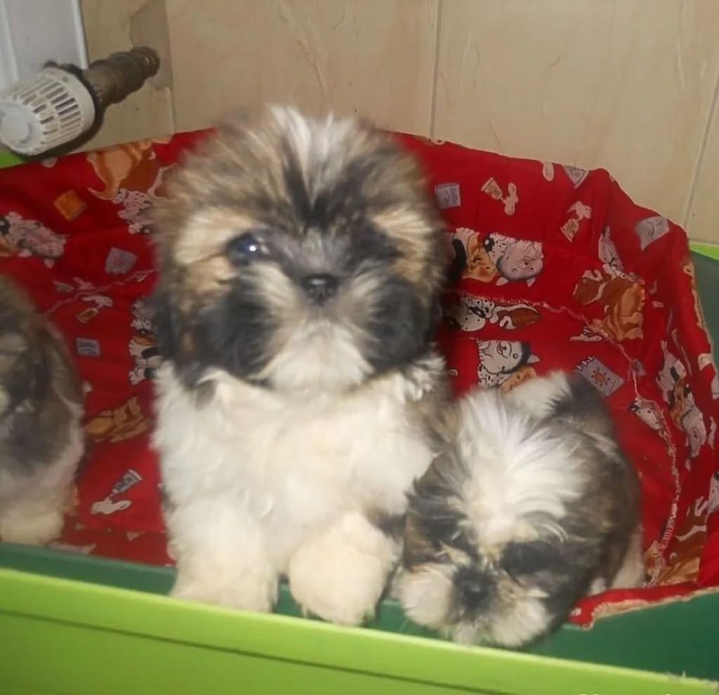 Shih tzu, shih- tzu tricolor