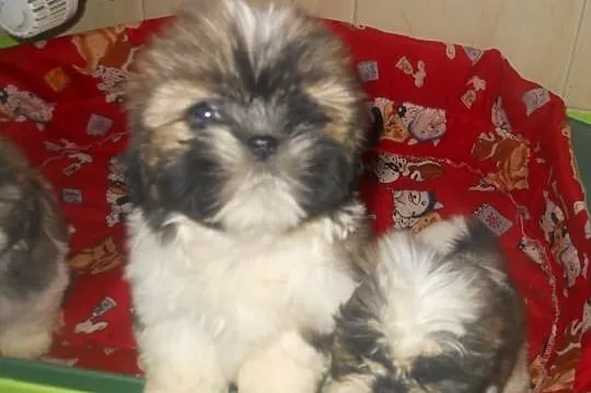 Shih tzu, shih- tzu tricolor