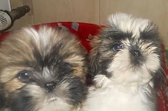 Shih tzu, shih- tzu tricolor