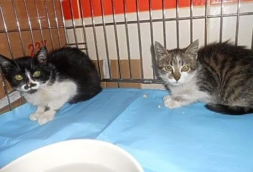 Mini Lokomotywki i Parowozik do adopcji!!!, łódzk