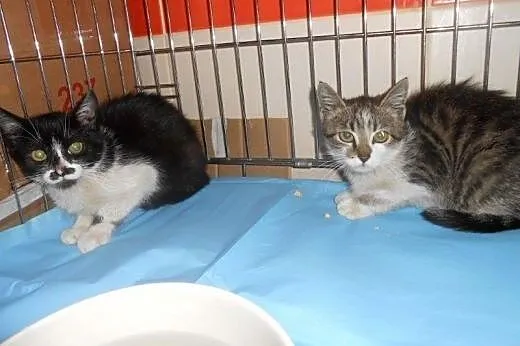 Mini Lokomotywki i Parowozik do adopcji!!!,  łódzk