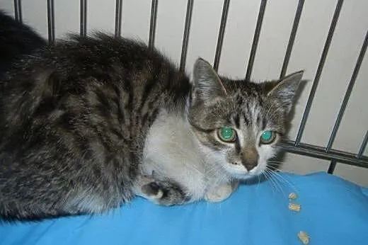 Mini Lokomotywki i Parowozik do adopcji!!!,  łódzk
