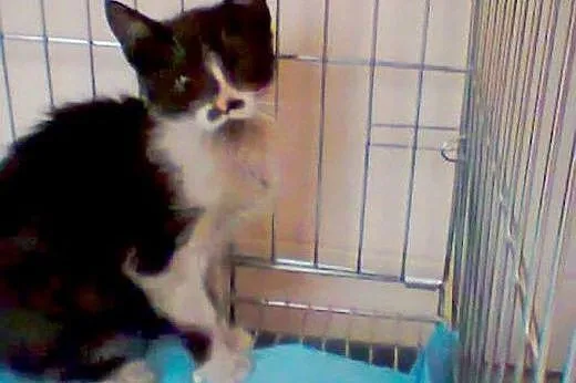 Mini Lokomotywki i Parowozik do adopcji!!!,  łódzk
