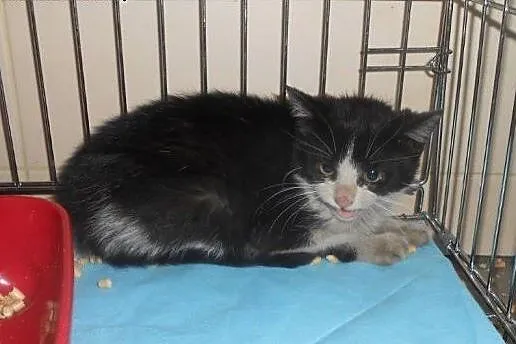 Mini Lokomotywki i Parowozik do adopcji!!!,  łódzk