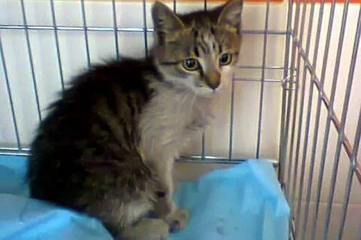Mini Lokomotywki i Parowozik do adopcji!!!,  łódzk