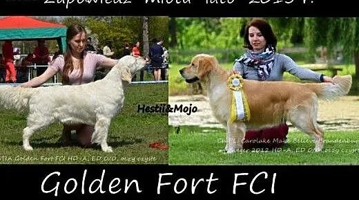 Golden retriever - odbior przelom wakacji, podla