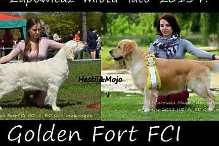 Golden retriever - odbior  przelom wakacji,  podla