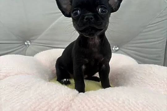 Chihuahua