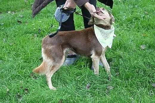 Daszeńka, nieduża i łagodna sunieczka, prosi o dom