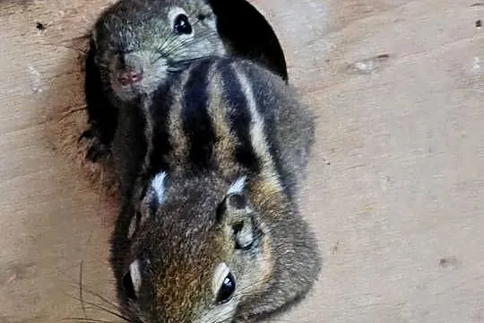 Wiewiórki chińskie, Śląskie, Niewiesze