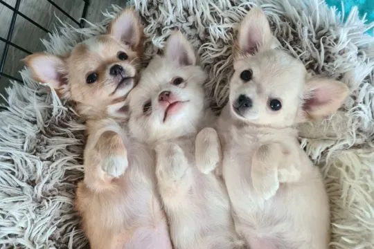 Chihuahua FCI z kameralnej domowej hodowli Z domu Rosa, suczka długowłosa, , Łomianki