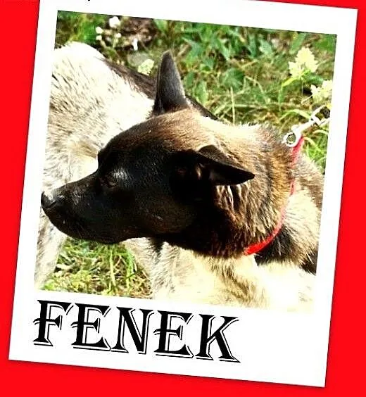10kg,grzeczny,łagodny,cichy,spokojny piesek FENEK.