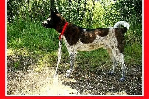 10kg,grzeczny,łagodny,cichy,spokojny piesek FENEK.