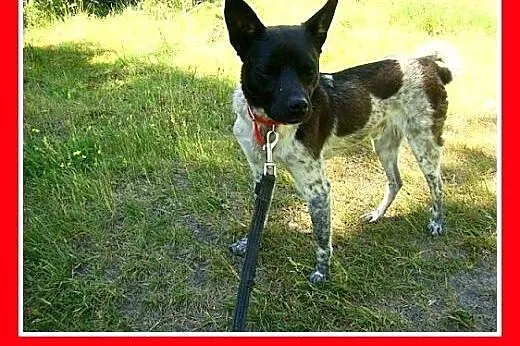 10kg,grzeczny,łagodny,cichy,spokojny piesek FENEK.