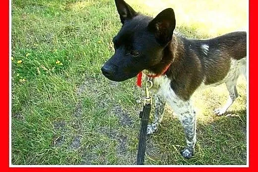 10kg,grzeczny,łagodny,cichy,spokojny piesek FENEK.