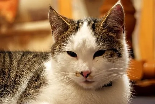 Roczny kocurek Kasjer do adopcji !