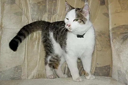 Roczny kocurek Kasjer do adopcji !